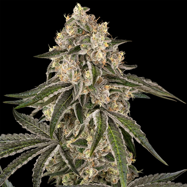 Sunset Peach > Sensi Seeds | Feminized Cannabis   |  Hybrid